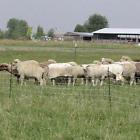108071 Powerfields Sheep Net In Ft Green