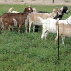 108075 Powerfields Poultry Goat Net In Ft Green