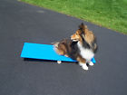 20250 Agility Gear Tippy Board