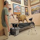 665609782278 Dog Treadmill Pro Large