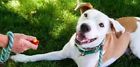 75693 Dog Training Clicker With 689177075693