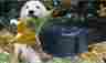 8-120 Tw758 Dogs Favorite Bark Control Collar For Lbs No Harm Training