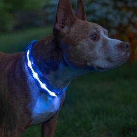 Blazin 43396-232241 Light Up Dog Collar - The Original Led Usb Rechargeable -