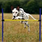D406 Namsan Dog Agility Training 637493106362
