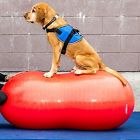 Fpawsp 70y Balldynamics Fitpaws Peanut 816452010036