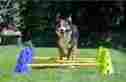 Fpk9agility Canine Gym Agility Kit Dog Jump Training Gear Collapsible Rails Lightweight Portable 812374011502