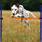 Laf002u Zoic Pet Dogs Outdoor