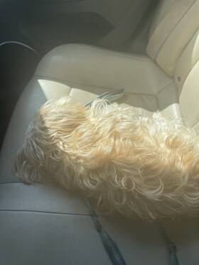 Petsafe 02909 Dog 500