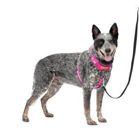 Petsafe 729849180543 Easy Walk Comfort No-pull Dog Harness - Better Training