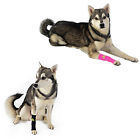 Sleeves Wrap Supports Therapy Compression Support My Surgery Agility Dog Joint Pro Injury Fatigue Sleeve