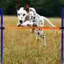 Zoi-9285 Zoic Pet Dogs Outdoor Games Agility Exercise Training Equipment Jump Hurdle 714046957487