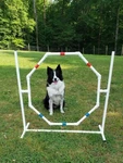 Dog Agility Equipment-octagon Hoop Jump-tons Of Fun And Exercise!!!. Fixed Price $59.00.