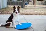 Dog Agility Wobble Board Balance 24 Diameter. Fixed Price $68.00.