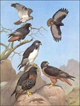 1968 Vintage Print Jackal Augur Buzzards Birds Art Home Decor. Fixed Price $24.88.