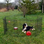 Lucky Dog 24" Exercise Pen W/stakes. Fixed Price $94.99.