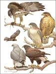 1968 Vintage Print Gurneys Red Backed Buzzards Birds Art Decor. Fixed Price $24.88.