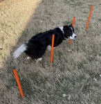 Elara Dog Agility Training Set Tunnel Hoop Jumps Weave Poles W/ Bag Kit New. Fixed Price $53.99.