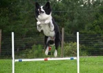 Dog Agility Equipment Premium Single Bar Jumps 2 Total!. Fixed Price $68.00.