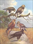 1968 Vintage Print Long Legged Upland Buzzards Birds Art Home. Fixed Price $24.88.